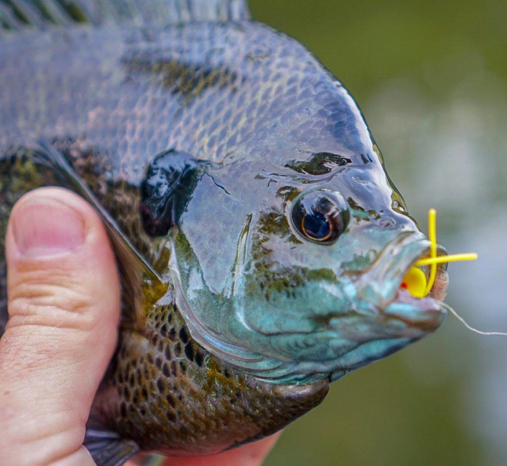 Fisherman Holds Small Bluegill Panfish Fish Caught on Fishing Fly Hook at a  Dock Stock Image - Image of holds, dish: 228508307