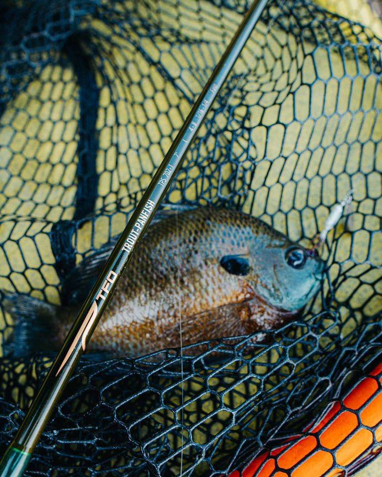 Trout-Panfish - Temple Fork Outfitters