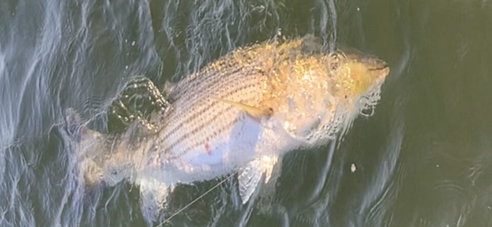 Fly Fishing Tactics for Trophy Striped Bass in Strong Currents & Deep Water  - Temple Fork Outfitters