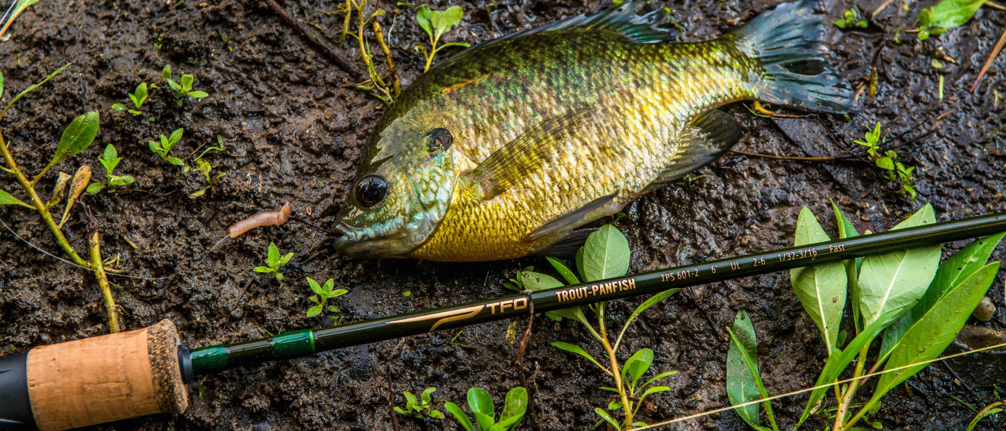 Temple Fork Outfitters (TFO) Trout-Panfish Lightweight Portable Fast Action  Freshwater Fishing Rod 6'6'' L 1pc. : : Sports & Outdoors