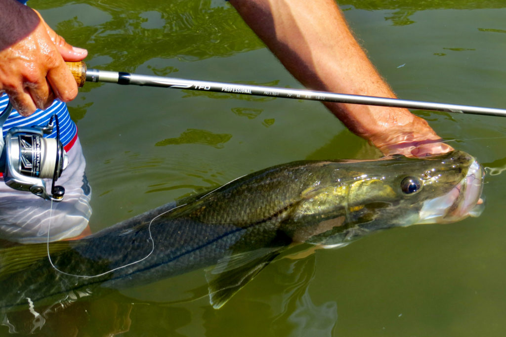 snook fishing Archives - Temple Fork Outfitters