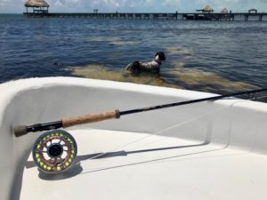 Hooking Up! Poon Fever with the Mangrove Coast - Temple Fork Outfitters