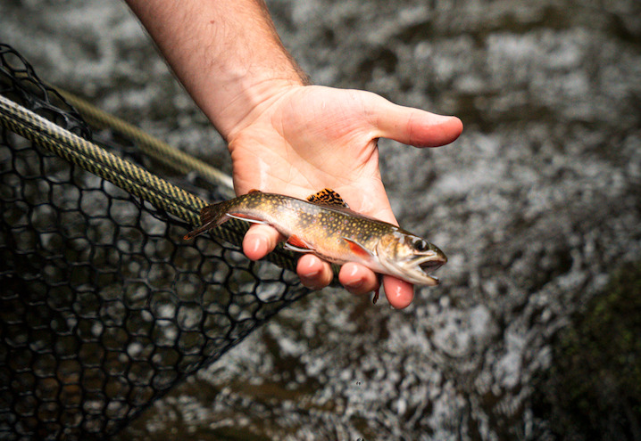 Chasing Southern Appalachian Brook Trout - Temple Fork Outfitters