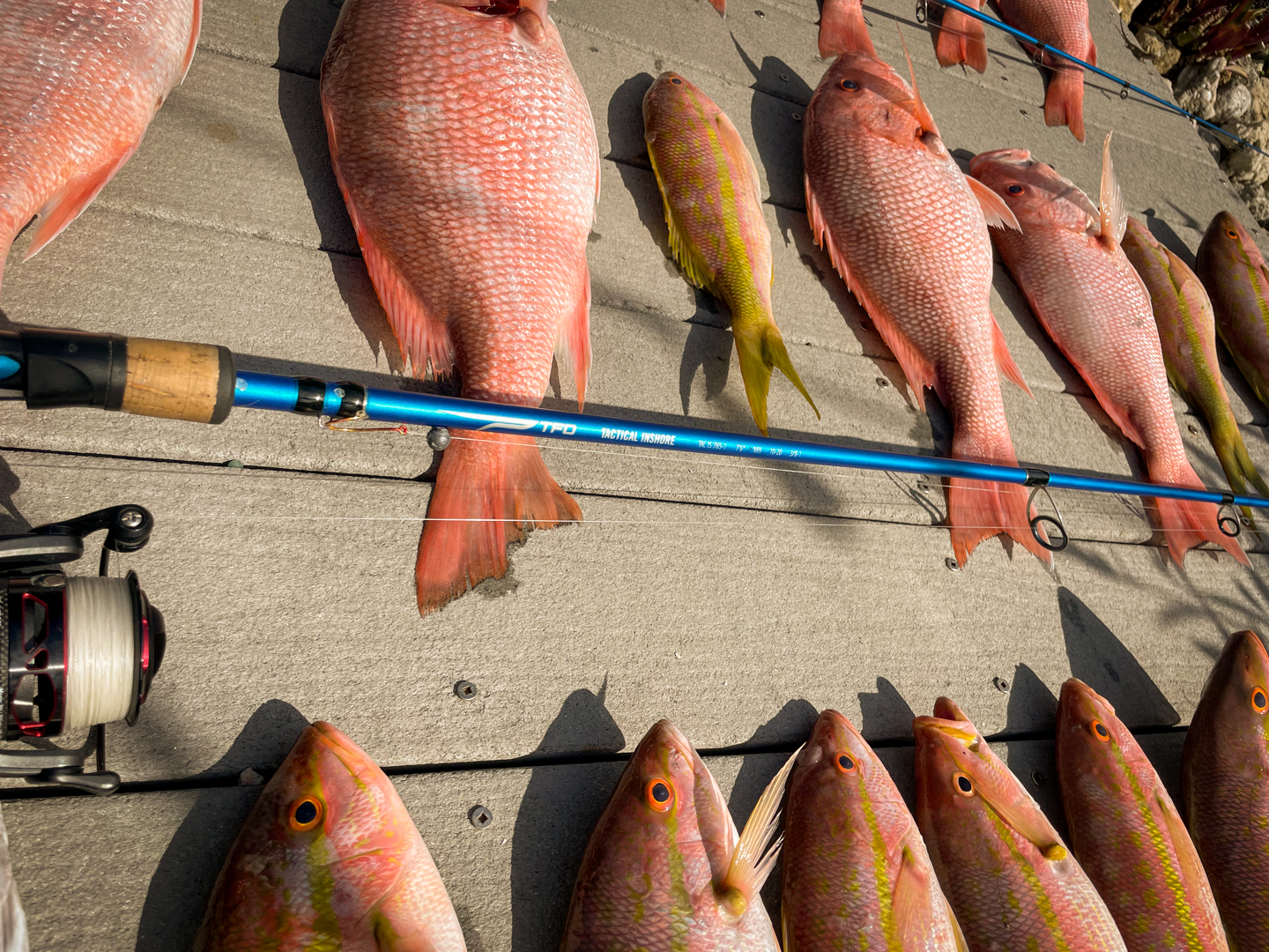 Light Tackle Snapper Fishing - Temple Fork Outfitters