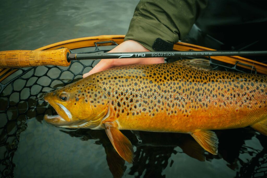 Angler holding a brightly colored brown trout in a net with a TFO 7-weight Solution fly rod resting across it.