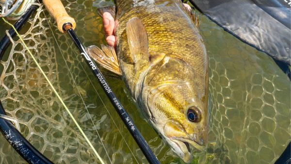 A smallmouth bass caught on the TFO 7wt Solution fly rod about to be released back in the river.