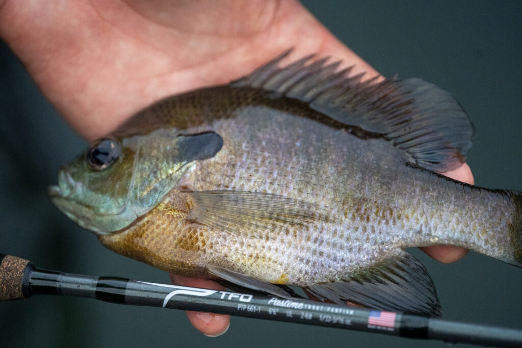 Bluegill Fly Fishing Best Panfish Rods Pastime Trout-Panfish