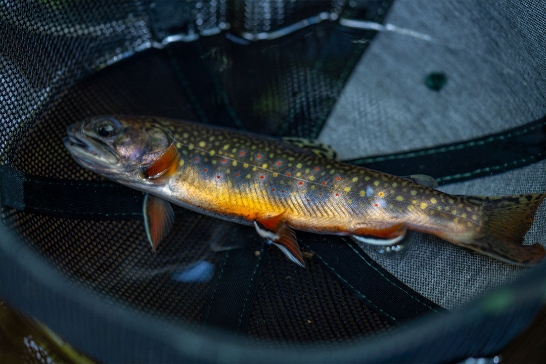 Wild brook trout in full fall spawning colors resting in a trucker cap.