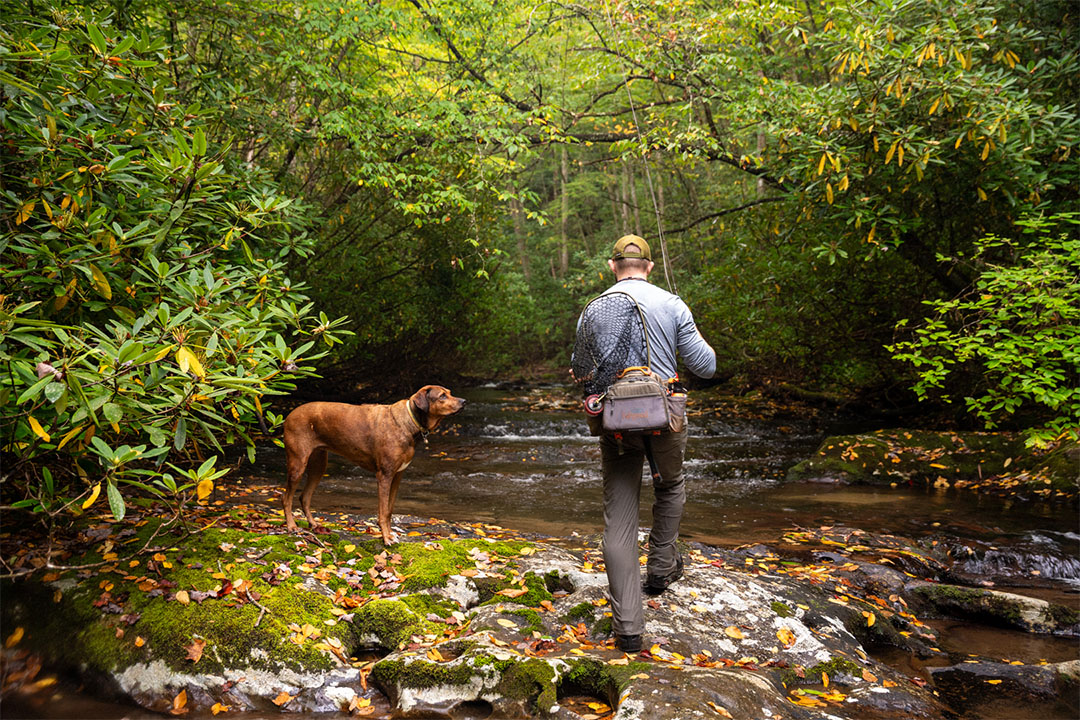 Angler with fly rod and fishing pack walking along a small backcountry stream in fall with a brown dog.