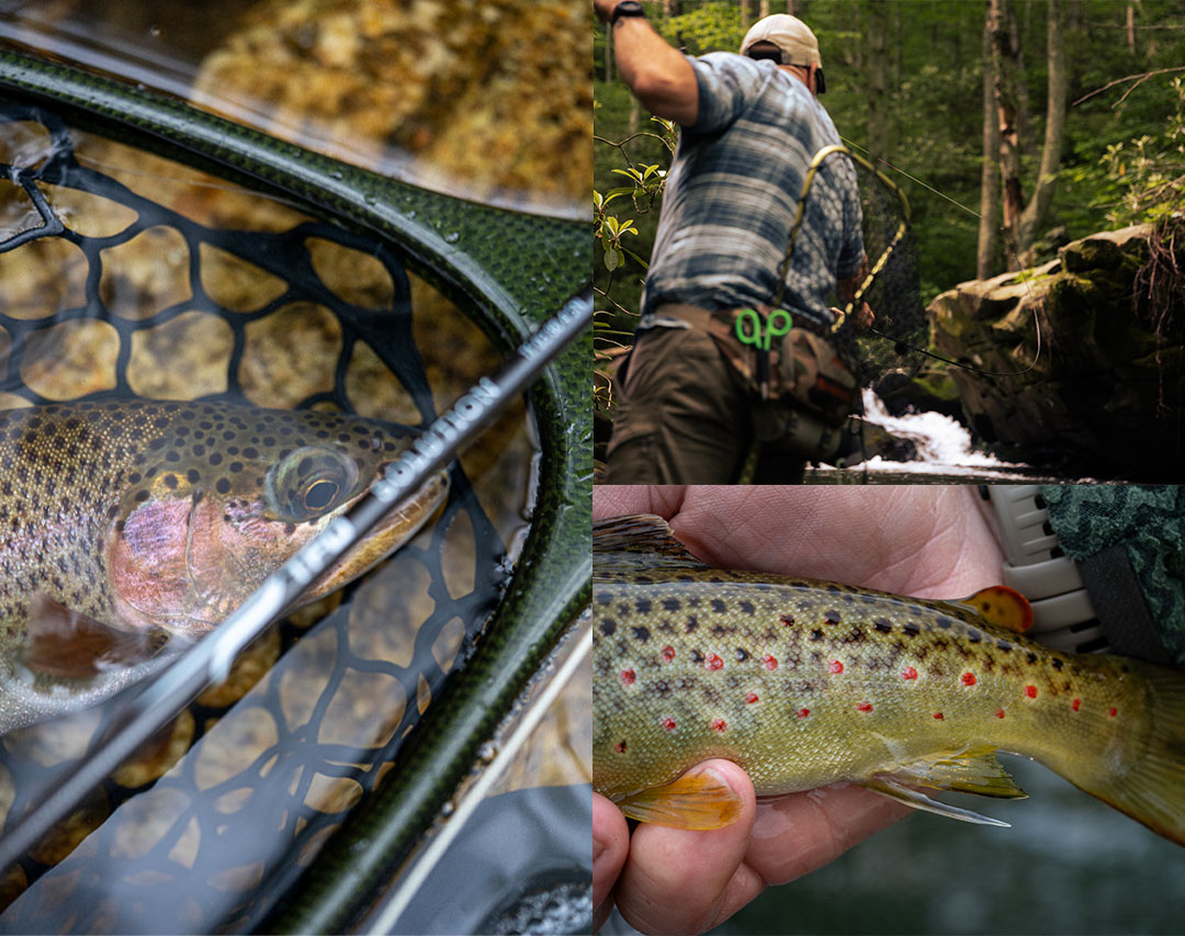Collage of fall backcountry fly fishing: rainbow trout in a net with a TFO Solution rod, angler casting on a small mountain stream under rhododendron, and wild brown trout in hand showing red spots.
