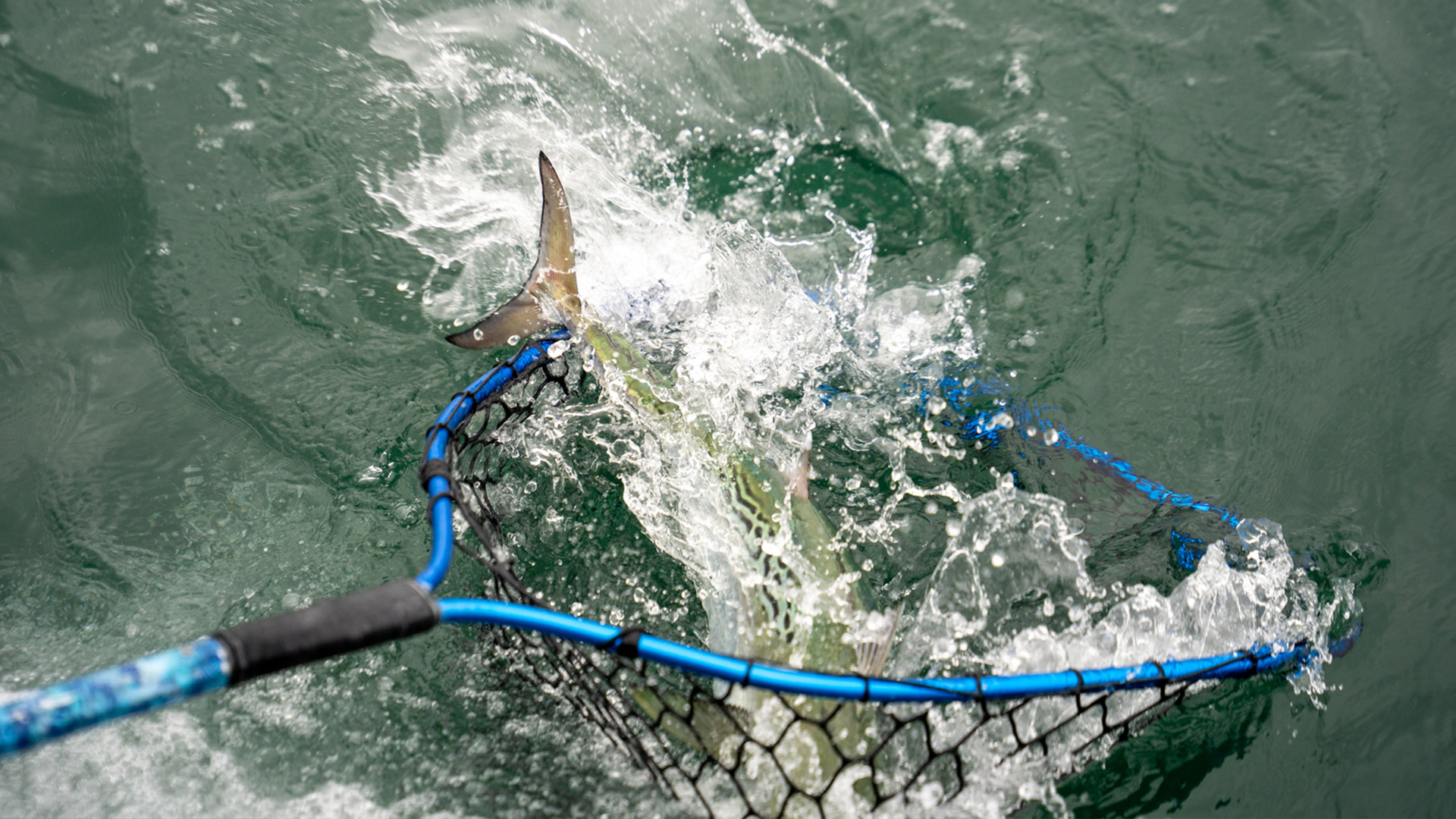 A false albacore thrashes in a landing net beside the boat, splashing water during release.