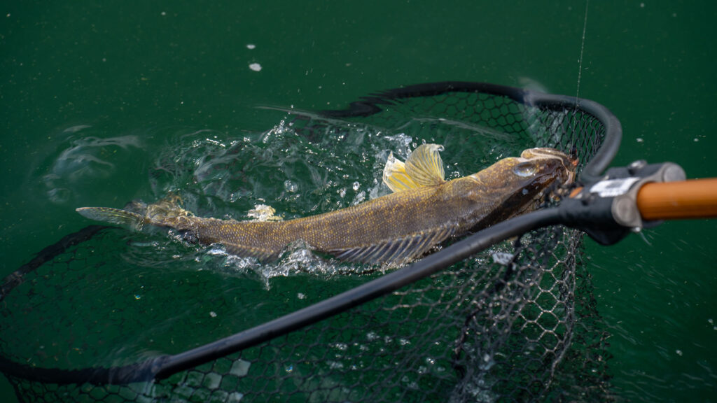 A walleye being scooped into a landing net beside the boat, captured just beneath the surface of green water during a fall fishing trip.