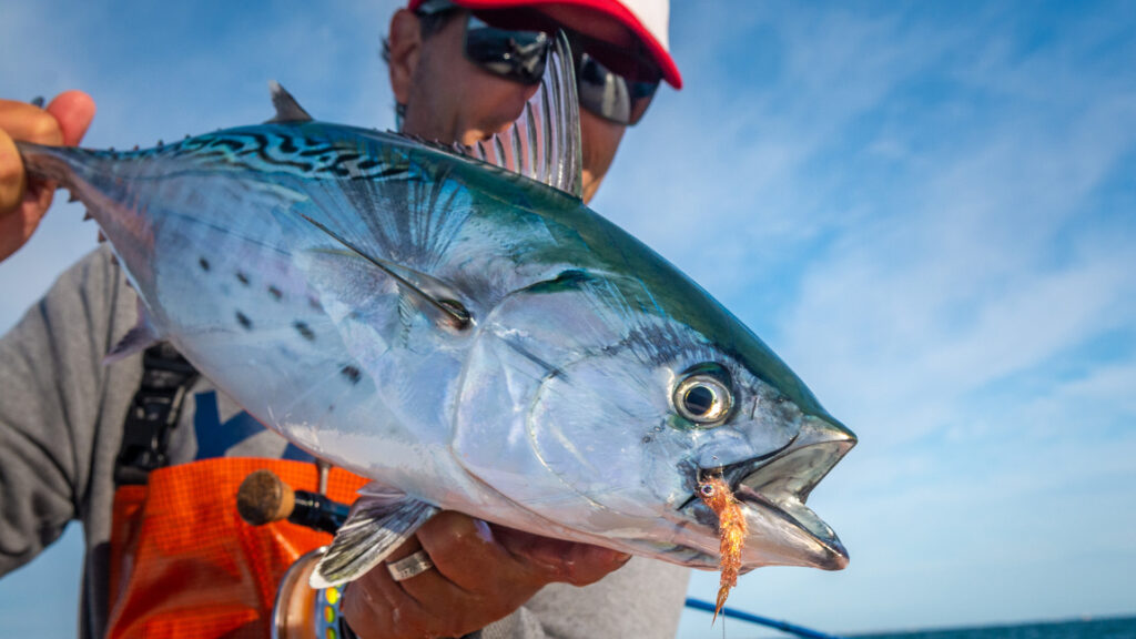 Angler holds a false albacore caught on fly tackle, showing the fish’s iridescent markings and small baitfish imitation fly in its mouth against a clear blue sky.