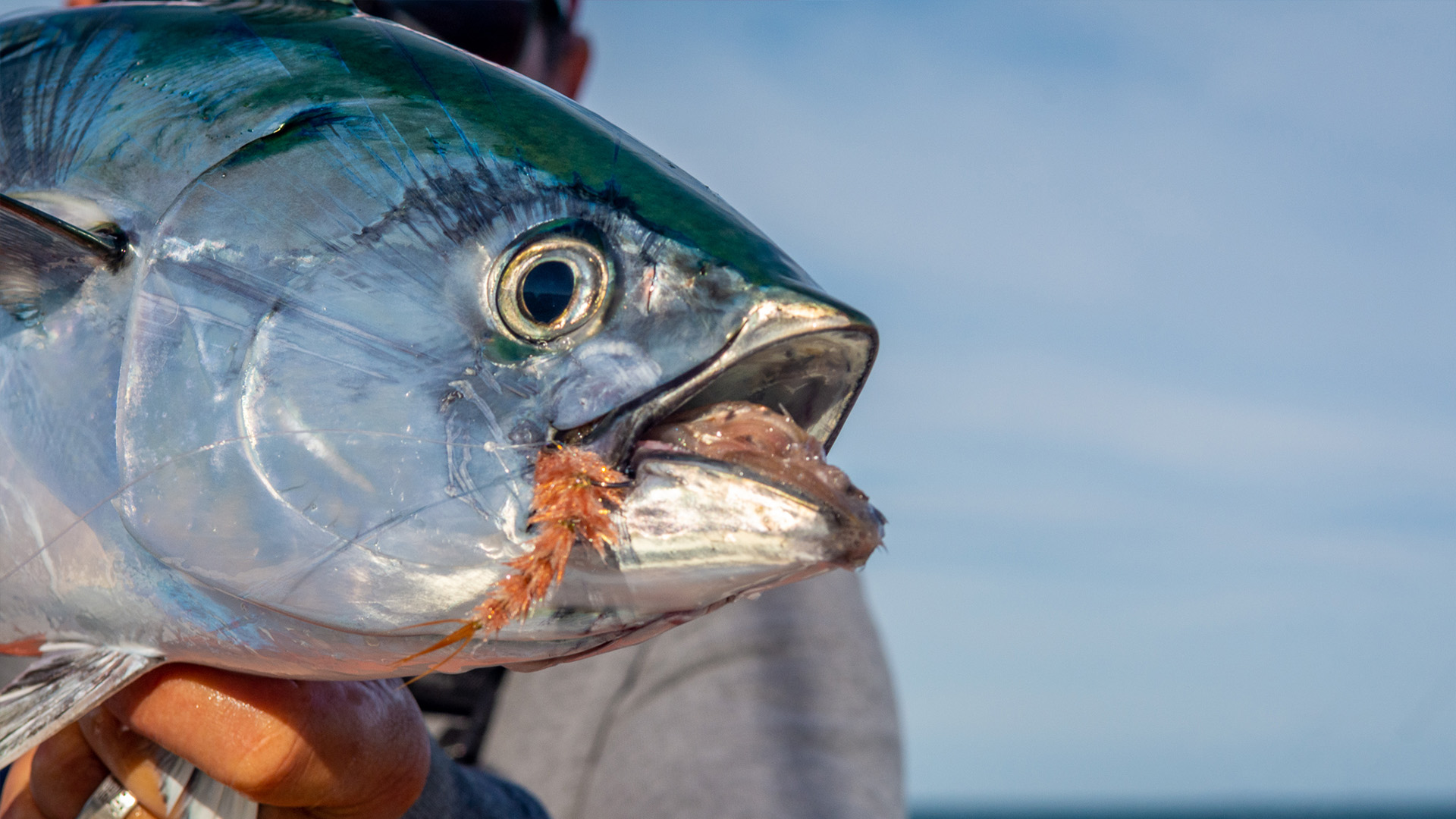 Close-up of a false albacore caught on fly tackle, showing vivid green and silver coloration with a small baitfish imitation fly in its mouth.
