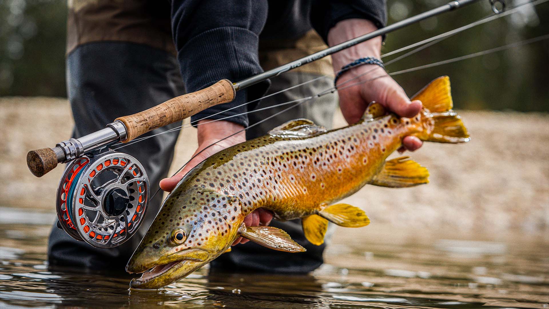 Angler holding a large brown trout in shallow water with a TFO LK Legacy fly rod and reel resting above the fish, highlighting a powerful trout setup built for big rivers.